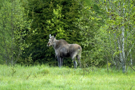 Moose grazing in a meadow in summer, Czech Republic.の写真素材