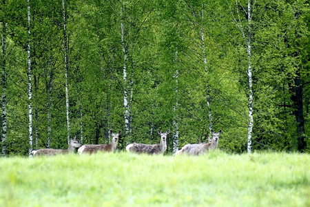 Herd of deer in a birch forest on a summer dayの写真素材