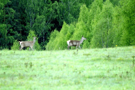 Deer in a meadow in the forest in the summer.の写真素材
