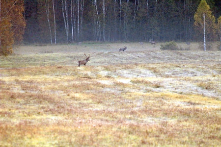 European red deer in the wild in mid-autumn during the mating season. Unique image of animals in their natural habitatの写真素材