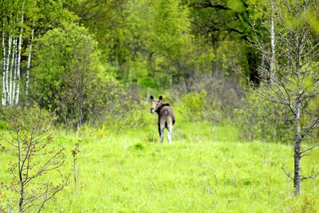 Wild deer on a green meadow in the forest in the springの写真素材