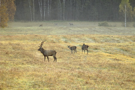 Mule deer, Cervus elaphus, male and female on a field in autumn.の写真素材