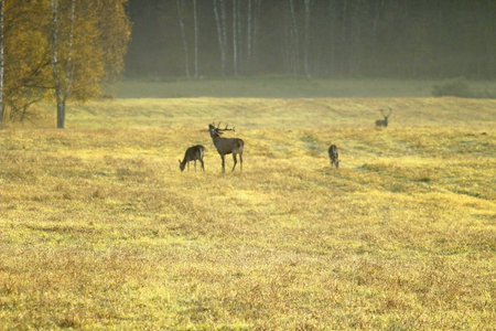 Fallow deer, Cervus elaphus, herd of deer in the autumn forest.の写真素材