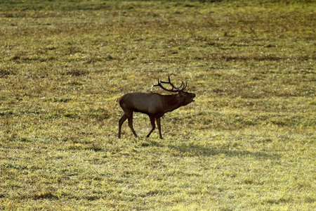 deer in the meadow during the rutting season.の写真素材