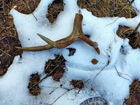 Beautiful winter wild nature. Snow covered trees and bushes. Unique forest image before the New Year.の写真素材