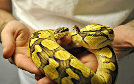 Baby ball python