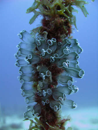 Underwater bouquetの写真素材