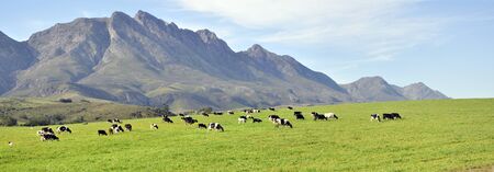 A panoramic view of an African diary farm.の写真素材