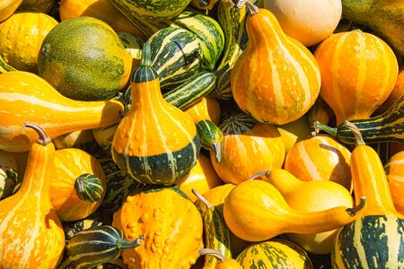Lots of pumpkins in orange, green and whiteの写真素材