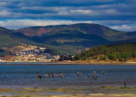 Fishermen in Ría de Pontevera picking up seafood by hand. Mountains shadowed by clouds on the background and the village of Poio.の写真素材