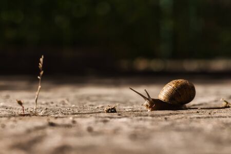 Snail ( Helix Pomatia ) with a moody ambient crawling to a plantの写真素材