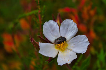 Beetle pollinating on a white daisy with green background