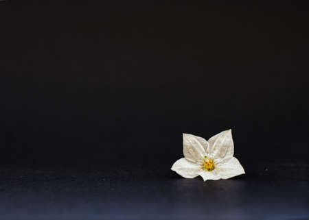 Isolated white flower with black background and a lot of copy spaceの写真素材