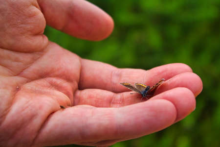 Butterfly on a human hand