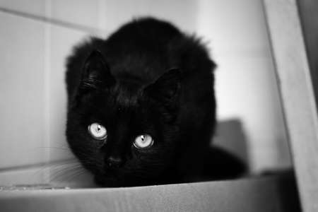 Portrait of a black cat in black and whiteの写真素材