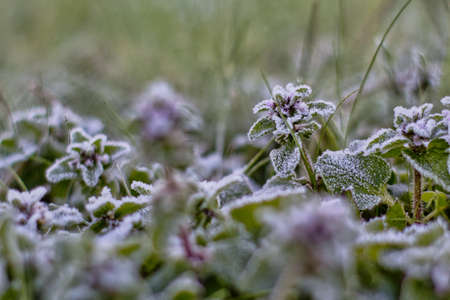 Frozen plantsの写真素材