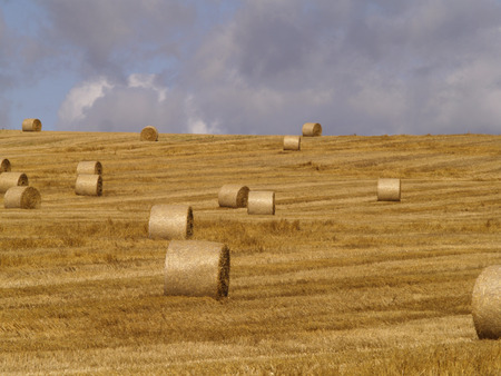 After the Harvestのeditorial素材
