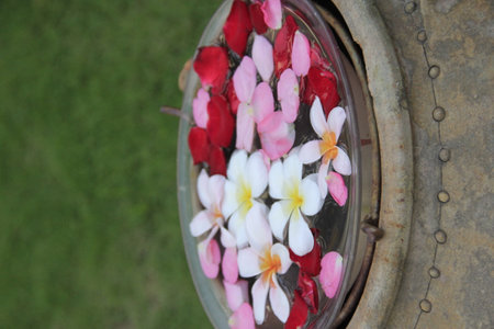 Frangipani flowers floating in a water bowl, Thailand.の写真素材