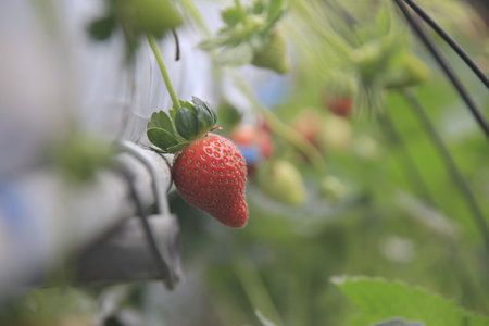 Strawberry growing in a greenhouse. Strawberries growing in a greenhouse.の写真素材