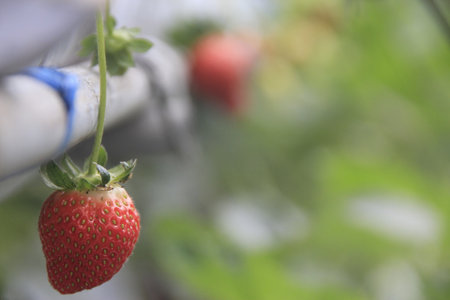 Strawberry growing in a greenhouse, selective focus, blurred backgroundの写真素材