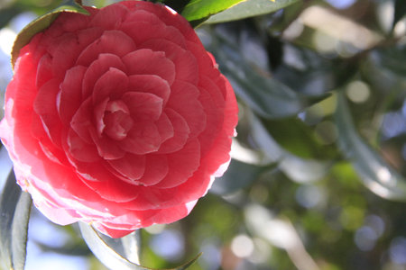 Camellia in full bloom, closeup of a flowerの写真素材