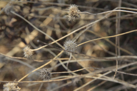 Dry grass in the field, close-up of dry grassの写真素材