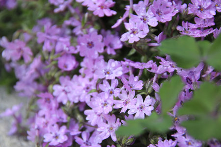 Phlox subulata (Phlox subulata)の写真素材