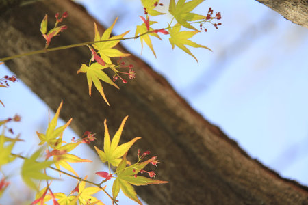 Maple leaves in the autumn season, closeup of photo.の写真素材