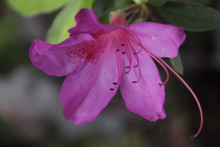 Azalea, Rhododendron hybridus, close-upの写真素材