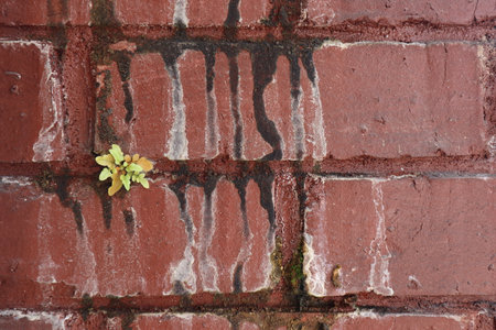Grunge red brick wall texture with small plant growing on it