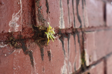 Sprout of a plant on a red brick wall close-up