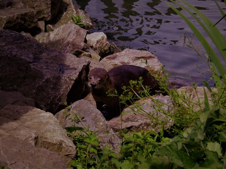 American Otterの写真素材