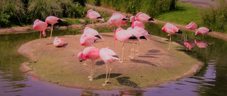 Flamingosのeditorial素材