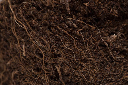 Macro soil texture with small plant roots, growing plants and gardening concept