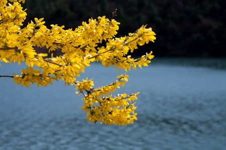 blooming jasmineの写真素材