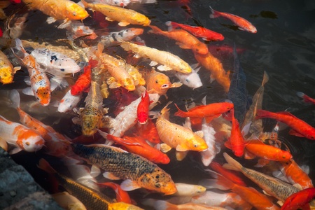 Shoal of fishの写真素材