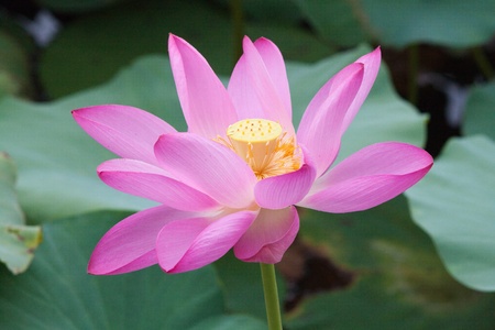 Lotusの写真素材