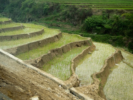 Terracesの写真素材