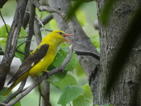 Orioleの写真素材