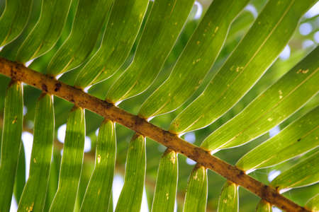 Vivid green palm branch on diagonal