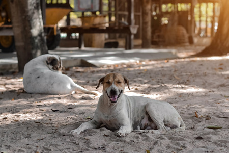 Happy smiling dogの写真素材