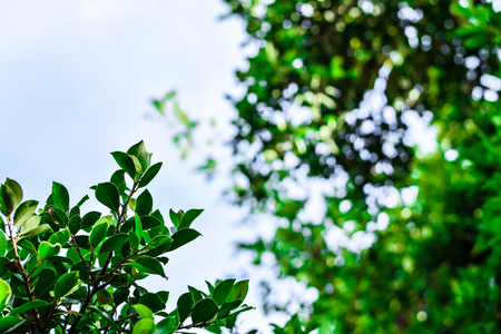 Fresh green leaves have a Blue sky background.の写真素材