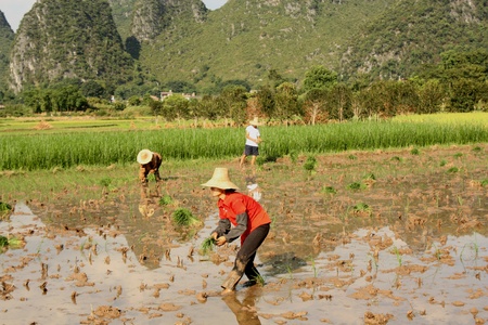 Farmers working in wet rice field in China, Yangshou - August 4, 2010のeditorial素材