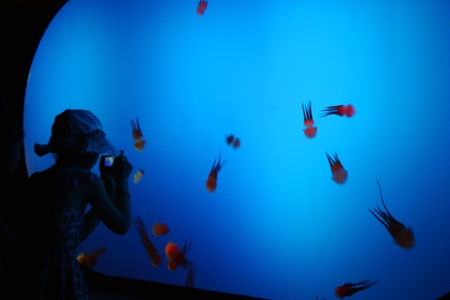 Children watching marine life of octopuses in Shanghai Ocean Aquarium, China - August 08th, 2010のeditorial素材
