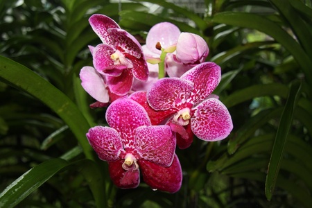 Pink orchid flowers under rainの写真素材