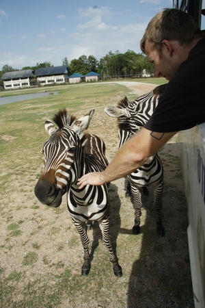 Tourists on safari feeding zebras from the bus, Kanchanaburi Safari Park, Thailand - 04.08.2011のeditorial素材