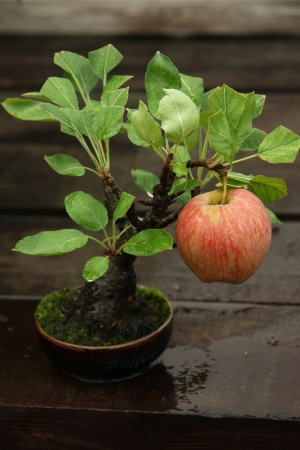 Bonsai miniature apple tree with a ripe appleの写真素材