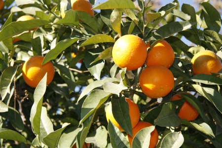 Mandarin orange tree in a garden in summerの写真素材