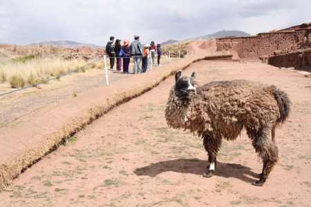 Funny llama in Tiwanaku ruins, Altiplano, Bolivia, South America - September 08th, 2013のeditorial素材