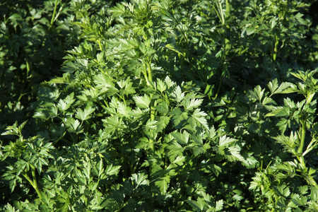 Fresh parsley in the gardenの写真素材